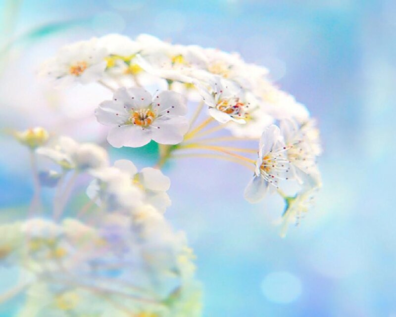 White Flowers on Branch — Blue