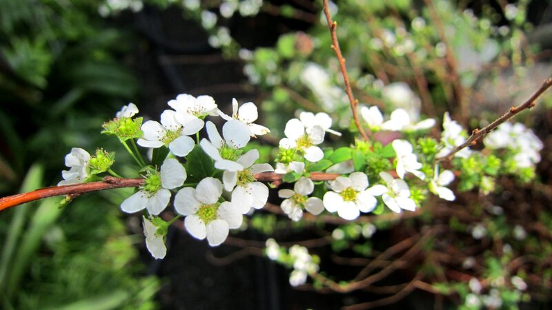 White Flowers on Branch — Calm, Spring, Photograph, Leaves