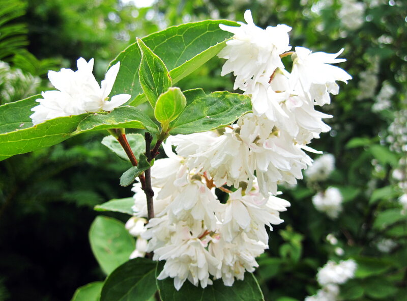 White Flowers on Branch — Calm, Spring, Photograph
