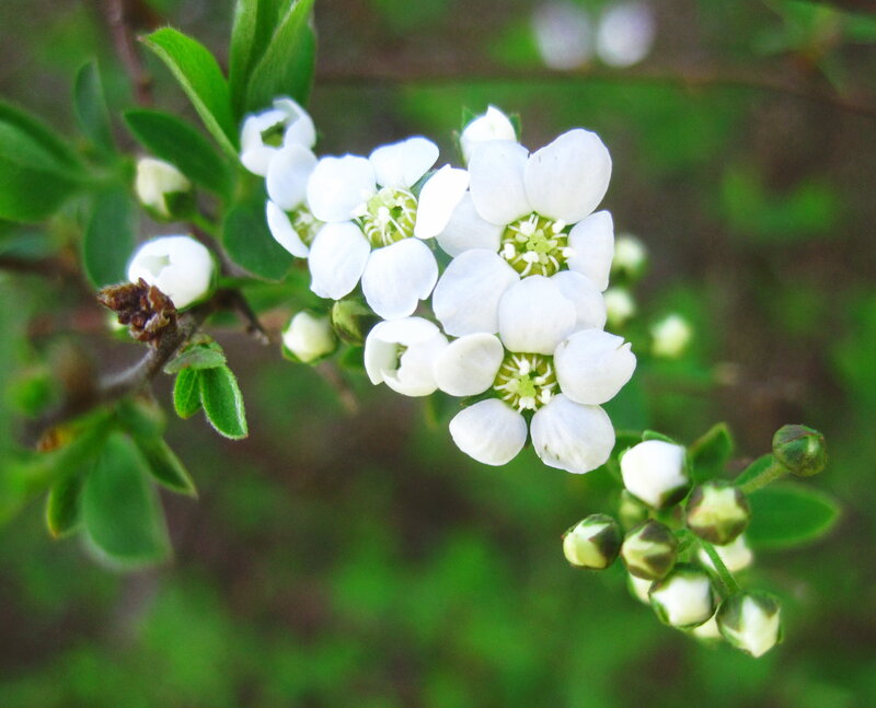 White Flowers on Branch — Calm, Spring