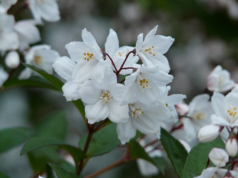 White Flowers on Branch — Calm