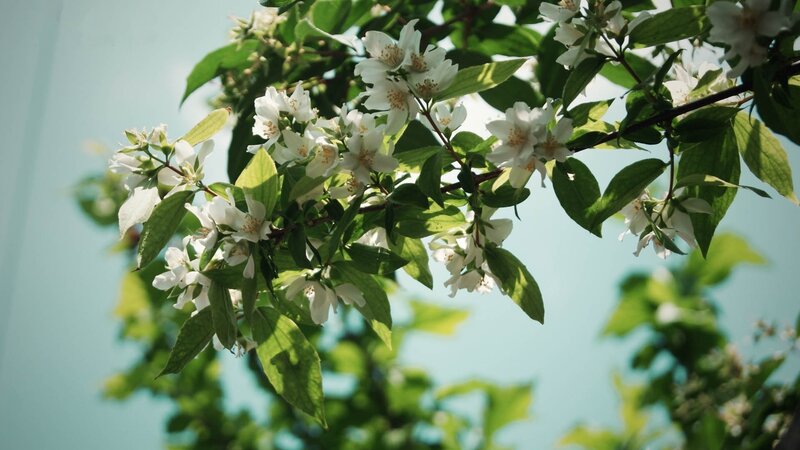 White Flowers on Branch — Green, Serene, Spring