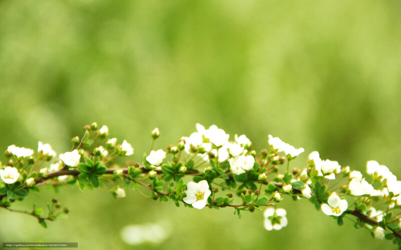 White Flowers on Branch — Green, Serene