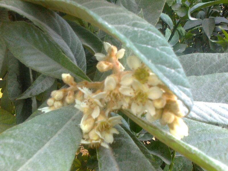 White Flowers on Branch — Green