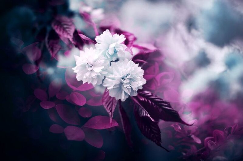 White Flowers on Branch — Purple