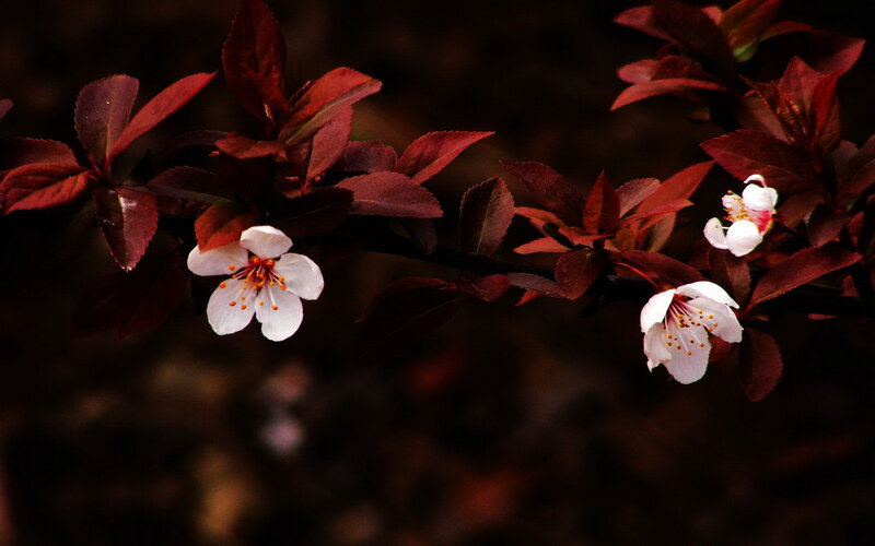 White Flowers on Branch — Red