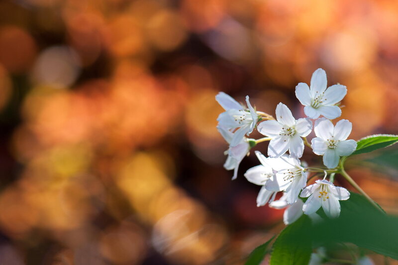 White Flowers on Branch — Serene, Autumn