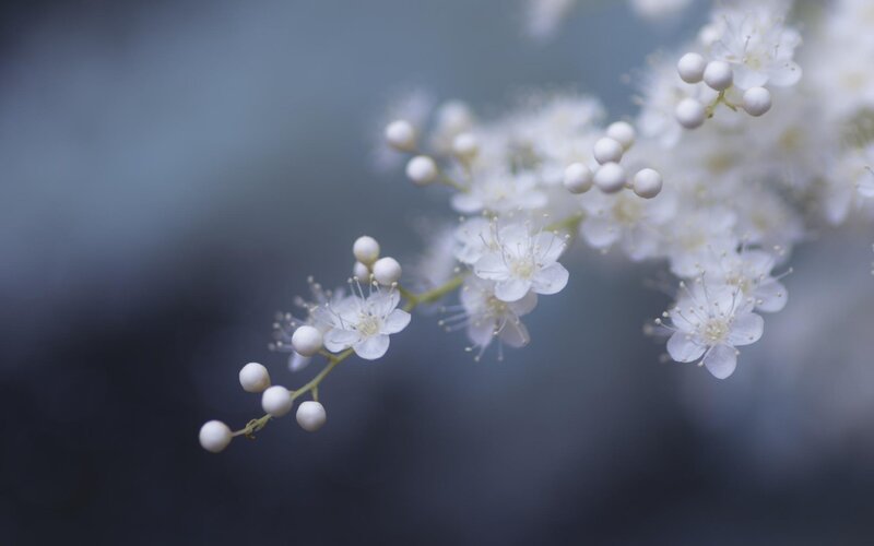 White Flowers on Branch — Serene, Photograph, Buds