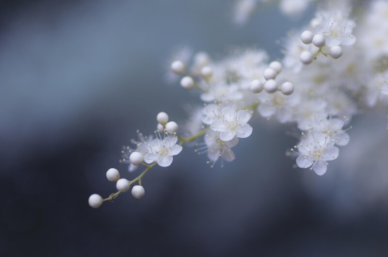White Flowers on Branch — Serene, Photograph
