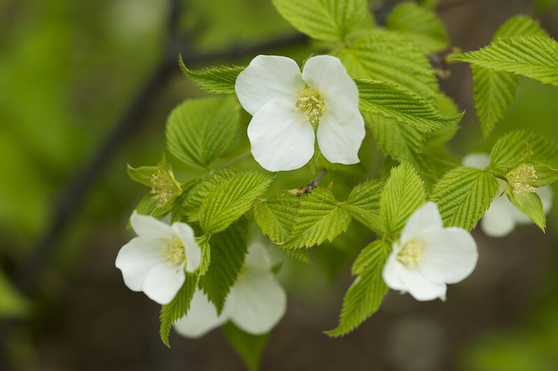 White Flowers on Branch — Serene, Spring, Photograph, Leaves