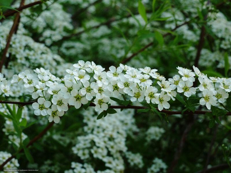 White Flowers on Branch — Serene, Spring, Photograph