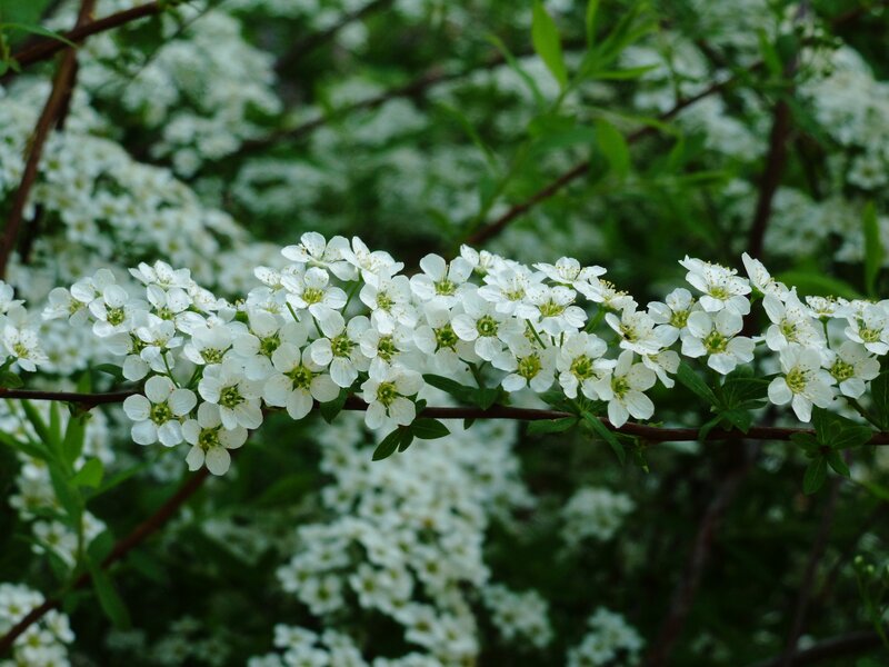 White Flowers on Branch — Serene, Spring