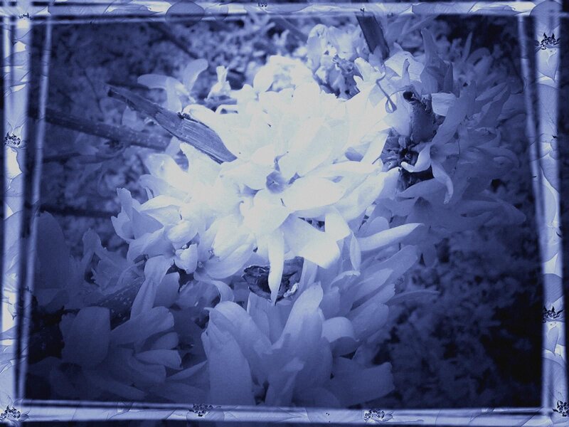 White Flowers on Branch