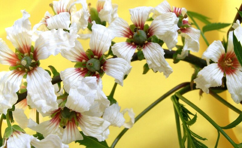 White Flowers on Branch — Yellow, Calm