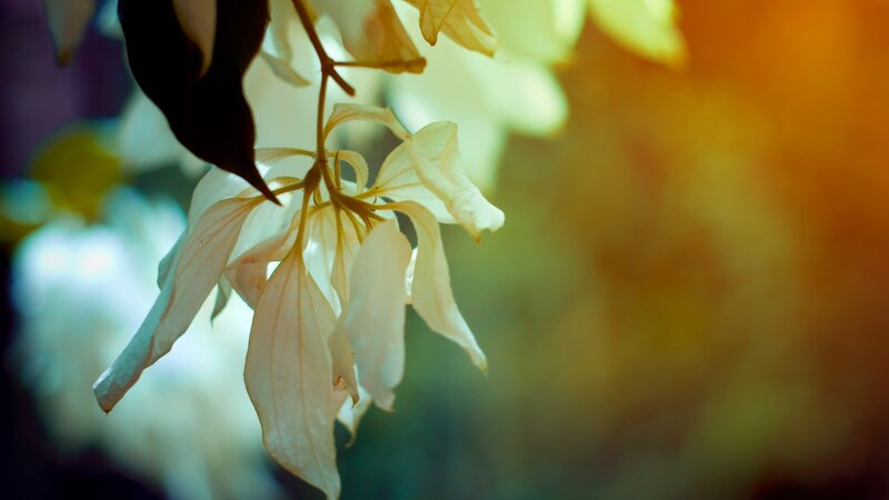 White Flowers on Branch — Yellow, Serene