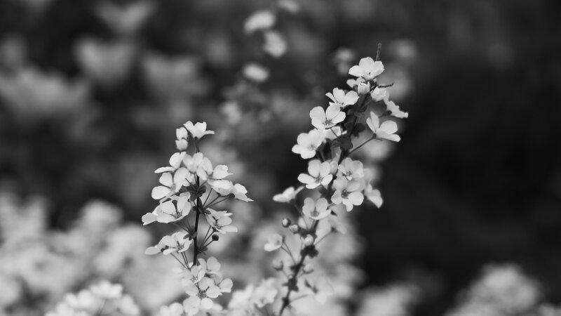 White Flowers on Branches — Black, Serene