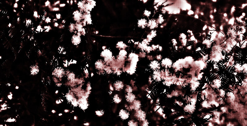 White Flowers on Branches — Black