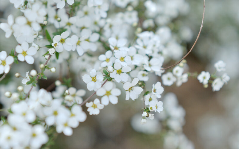 White Flowers on Branches — Serene, Spring