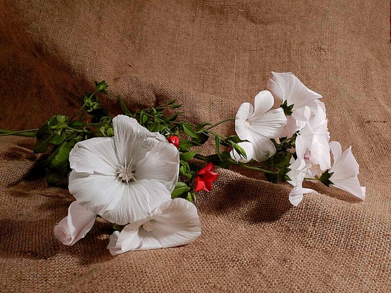 White Flowers on Burlap