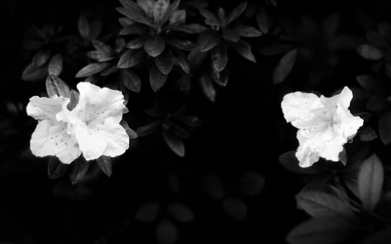 White Flowers on Bush — Black