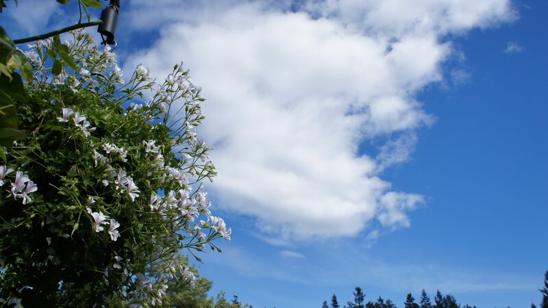 White Flowers on Bush — Blue