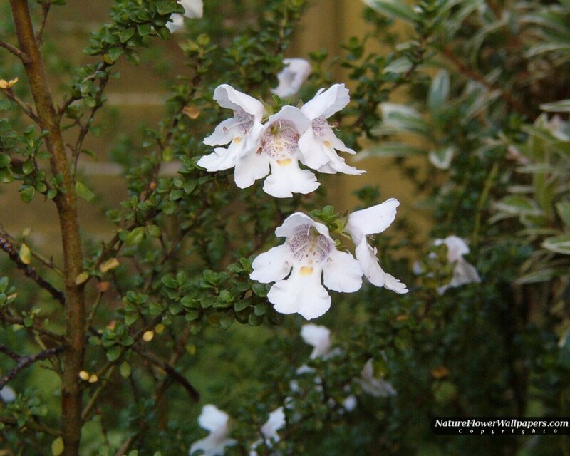 White Flowers on Bush — Calm, Photograph, Green Leaves
