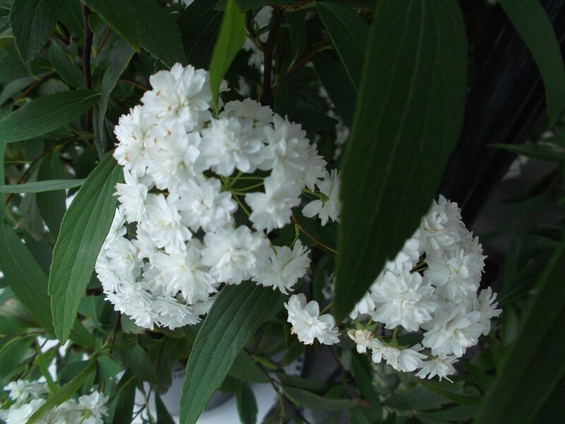 White Flowers on Bush — Calm, Photograph