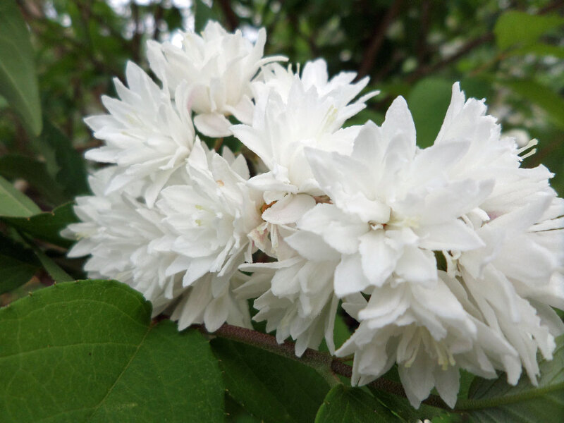 White Flowers on Bush — Calm, Spring, Photograph, Green Leaves