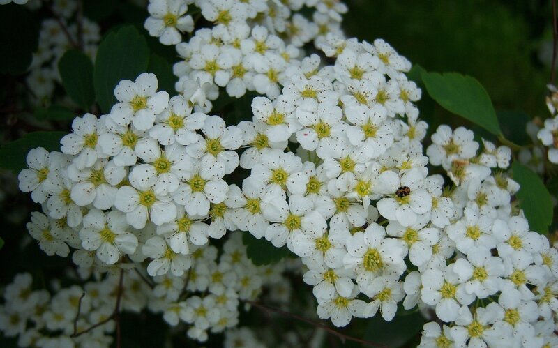 White Flowers on Bush — Calm, Spring, Photograph