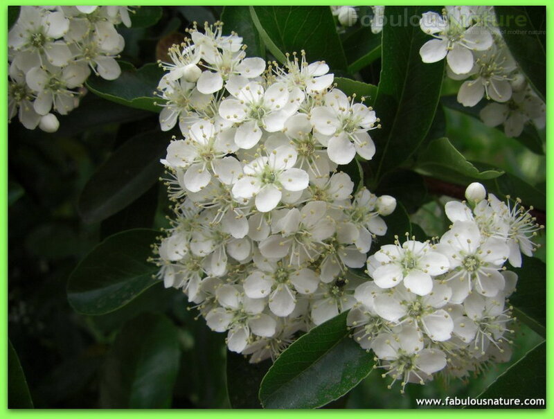 White Flowers on Bush — Calm, Spring