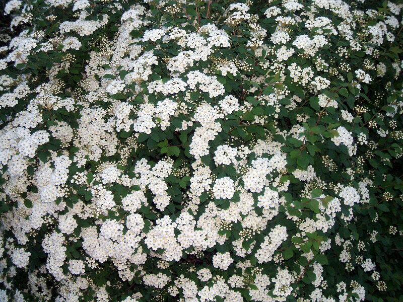 White Flowers on Bush — Calm, Summer