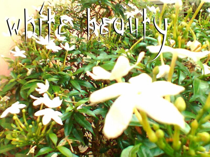 White Flowers on Bush — Calm