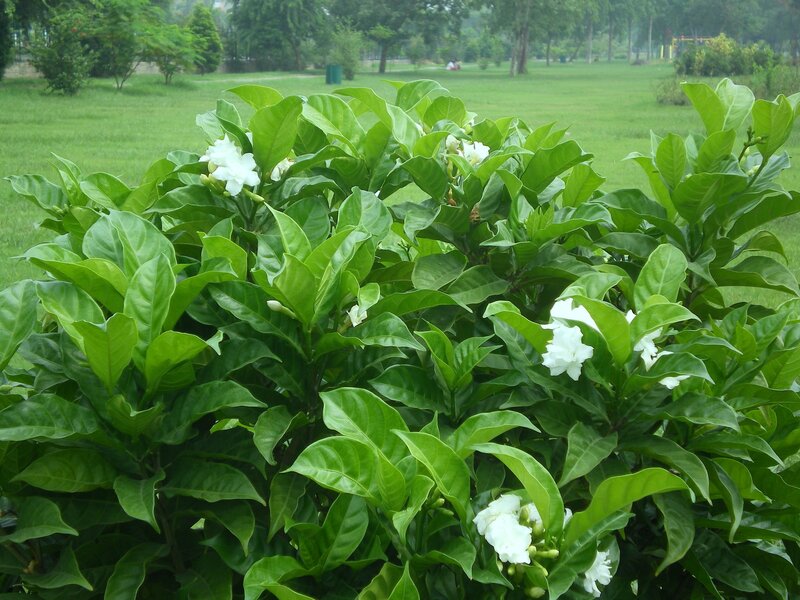 White Flowers on Bush — Green, Serene, Afternoon, Photograph, Green Leaves