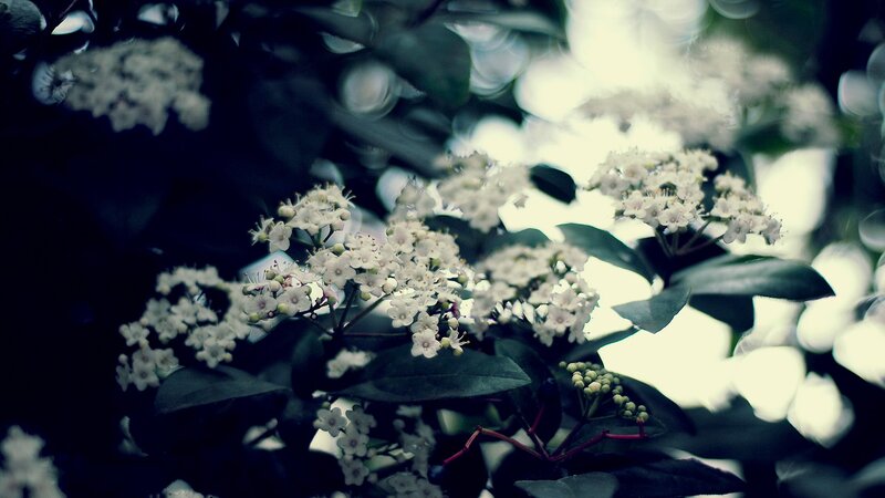 White Flowers on Bush — Green, Serene