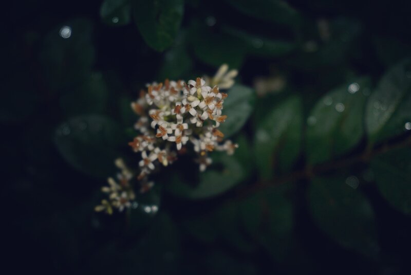 White Flowers on Bush — Green