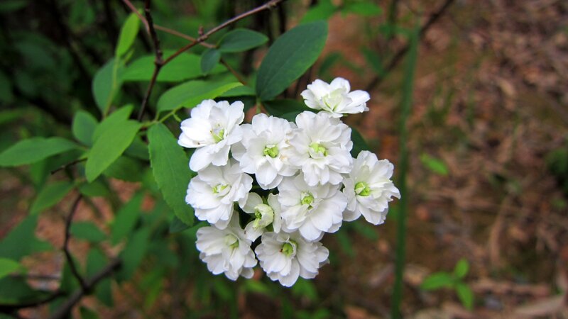 White Flowers on Bush — Natural