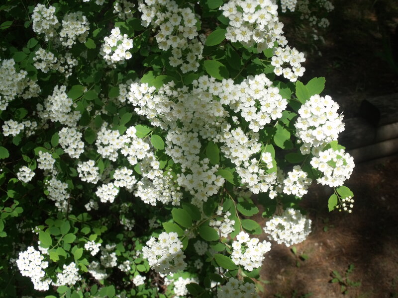 White Flowers on Bush — Serene, Afternoon