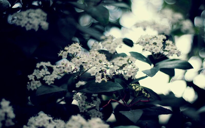 White Flowers on Bush — Serene, Photograph