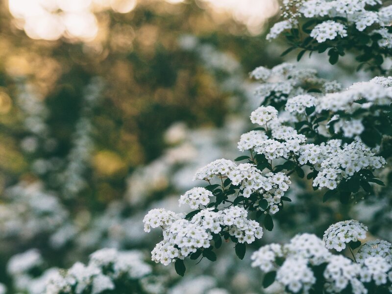White Flowers on Bush — Serene, Sunset