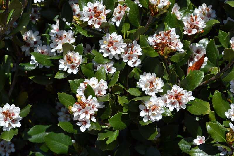 White Flowers on Bush — Serene