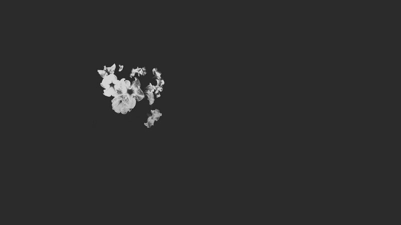 White Flowers on Dark Background — Black, Minimalist