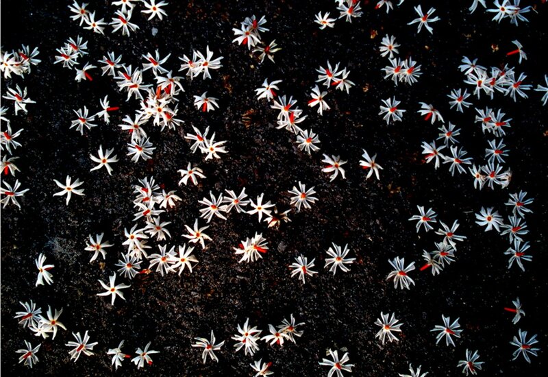 White Flowers on Dark Ground