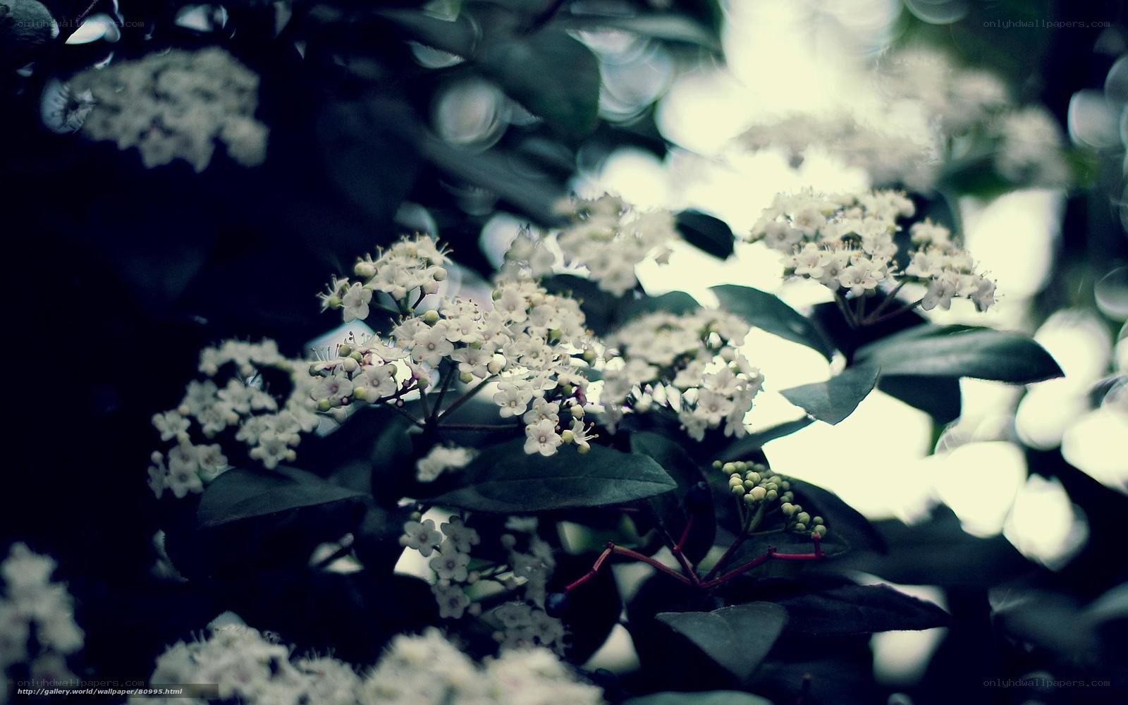 white flowers on dark leaves