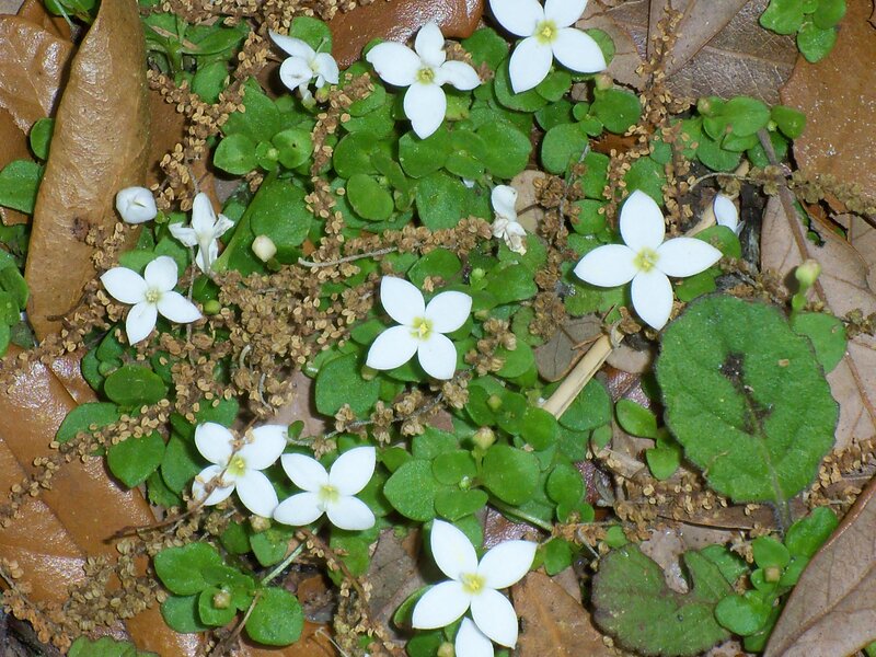 White flowers on forest floor