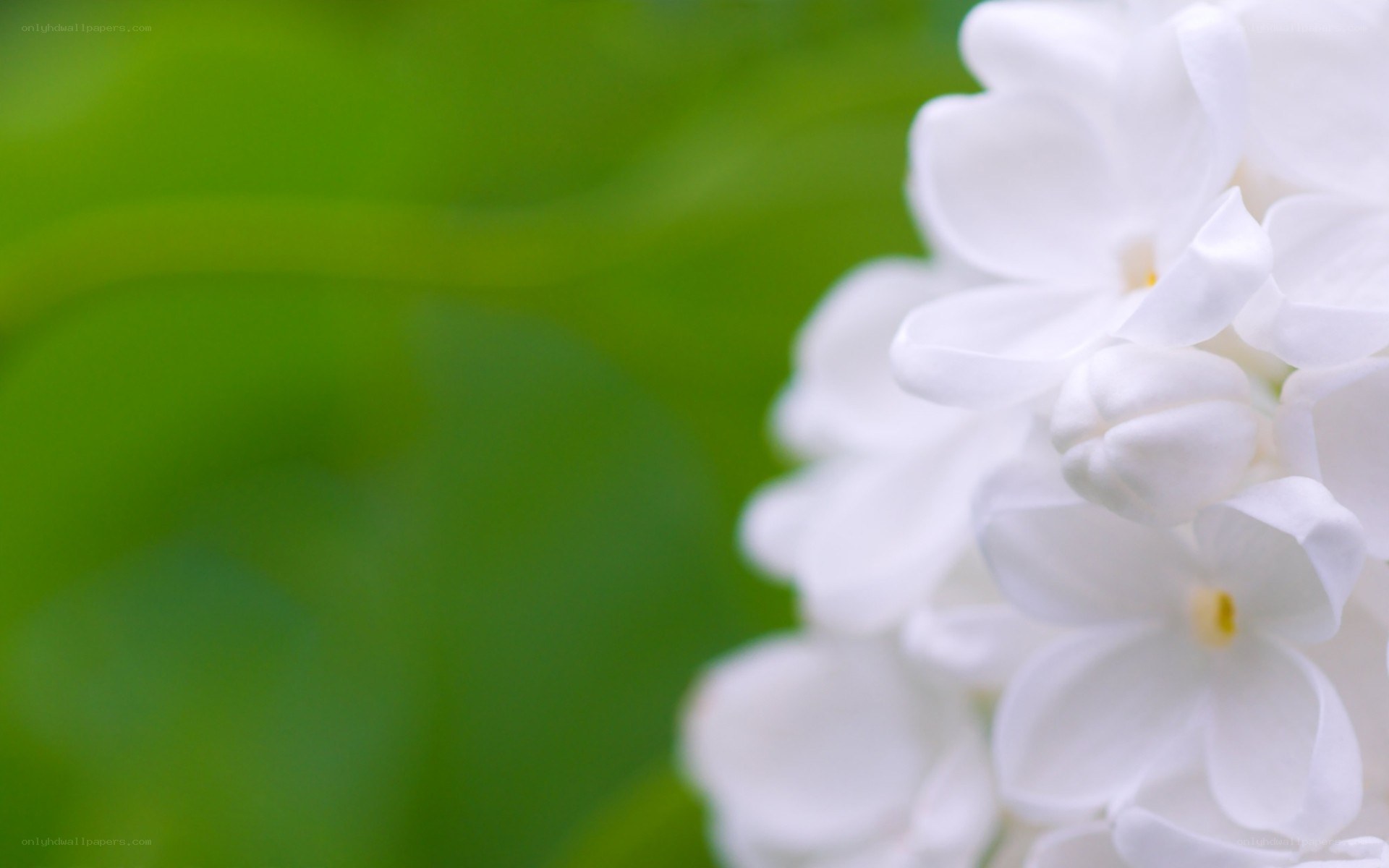 white flowers on green background