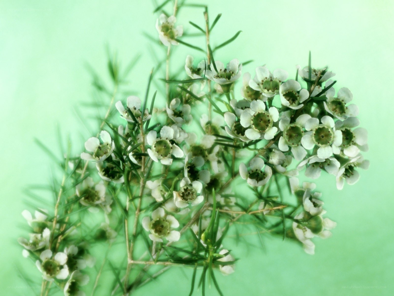 White flowers on green background