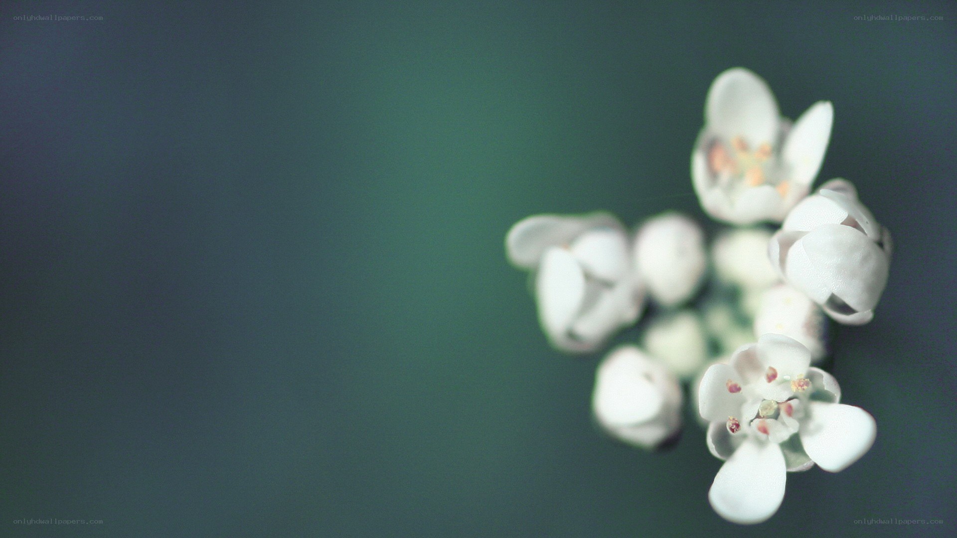 white flowers on green background