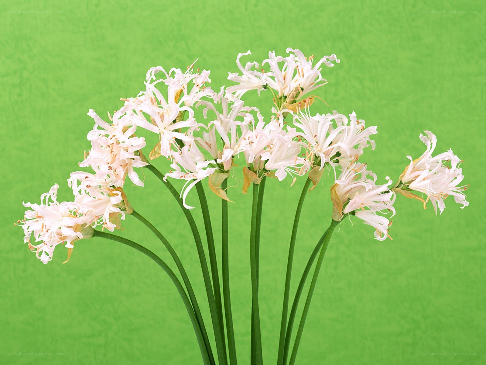 White flowers on green background