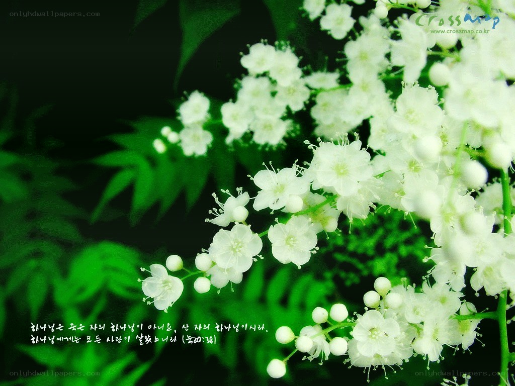 White flowers on green background