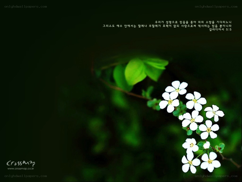 White flowers on green background
